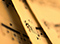 transcription